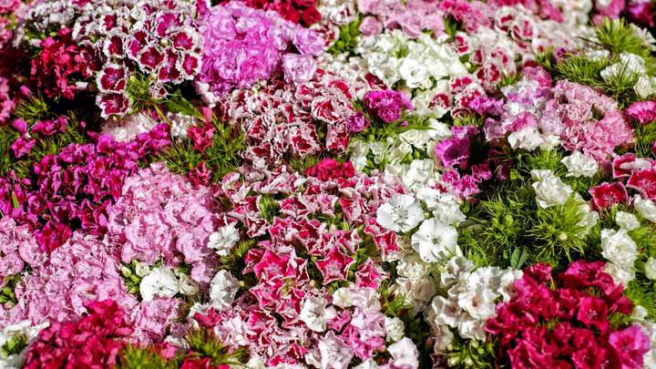 Начинаем дачный сезон: какую рассаду нужно уже сажать к лету