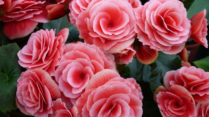 Начинаем дачный сезон: какую рассаду нужно уже сажать к лету