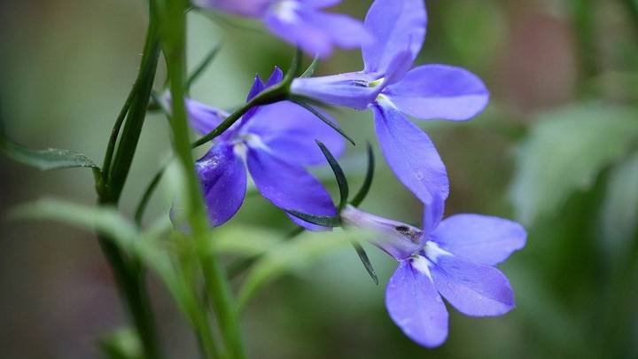 Начинаем дачный сезон: какую рассаду нужно уже сажать к лету