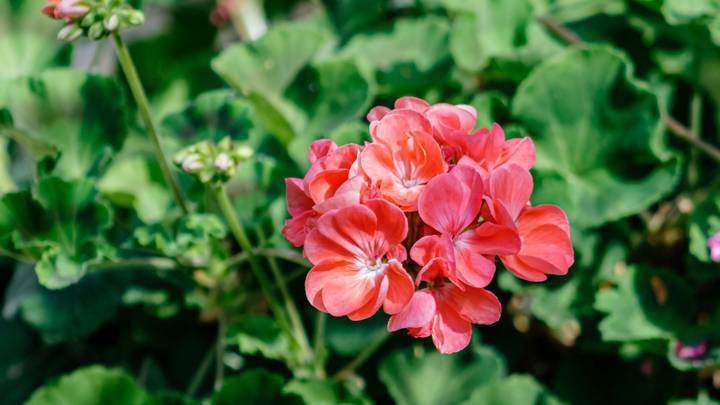 Начинаем дачный сезон: какую рассаду нужно уже сажать к лету