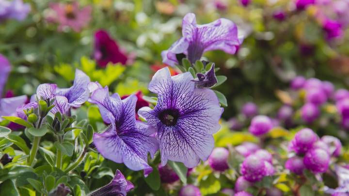 Начинаем дачный сезон: какую рассаду нужно уже сажать к лету