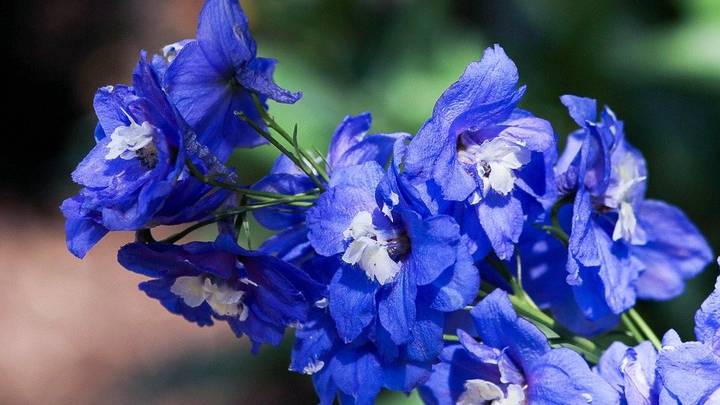 Начинаем дачный сезон: какую рассаду нужно уже сажать к лету