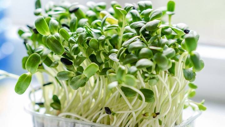 Начинаем дачный сезон: какую рассаду нужно уже сажать к лету