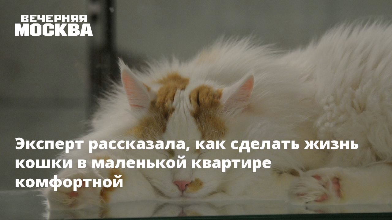 Жизнь без кошек