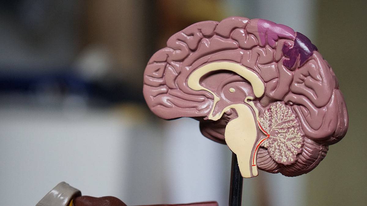Нейрохирург Савинков рассказал о малоизвестных свойствах человеческого мозга