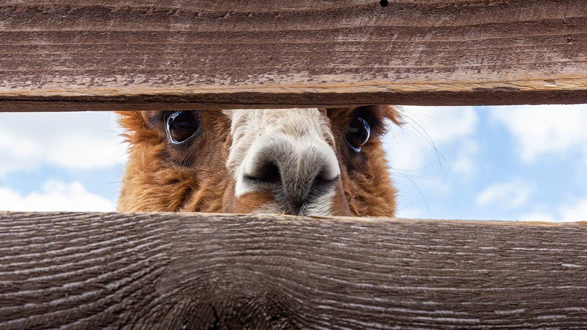 «Окрепла и наслаждается солнцем»: Московский зоопарк показал подросшую альпаку