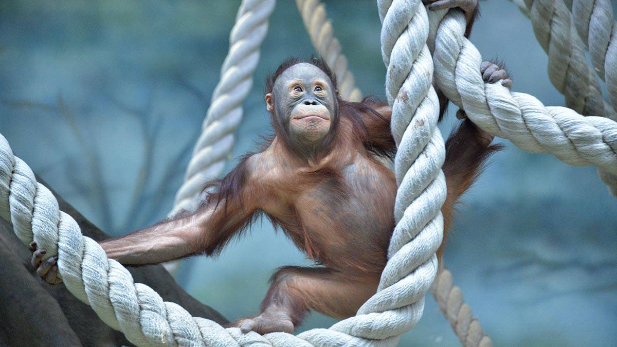 «Отмечала вся семья»: Московский зоопарк показал кадры со дня рождения обезьяны