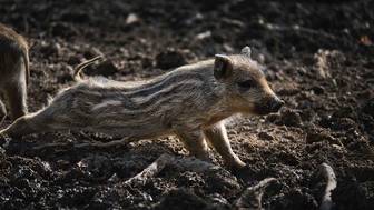 Около трех тысяч «радиоактивных» кабанов подстрелили за год в Германии