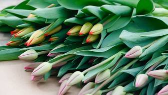 Флорист рассказала о недооцененном способе сделать недорогой пышный букет к 8 Марта