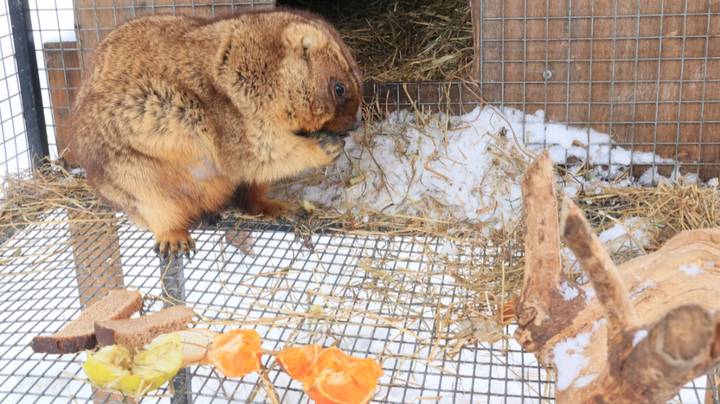 Сурки спят, весна идет: могут ли столичные зверьки предсказать теплую погоду
