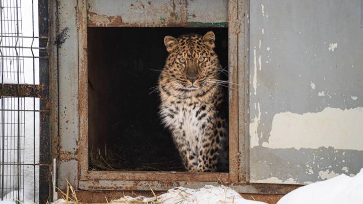 Как работает московский Центр реабилитации диких животных