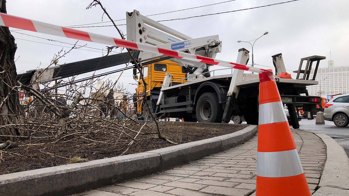 Один человек пострадал при падении дерева на северо-востоке Москвы