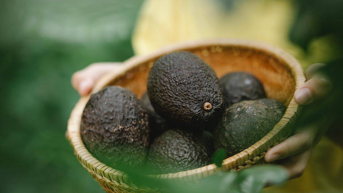 Врач Утюмова объяснила, почему авокадо считается самым полезным фруктом
