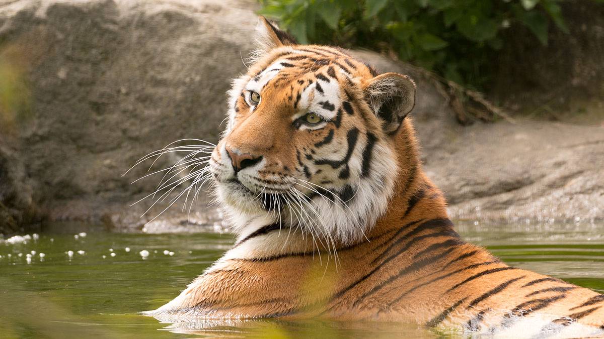 Спасенную в дикой природе амурскую тигрицу приютили в Московском зоопарке 