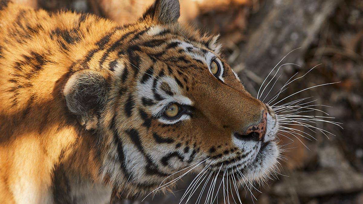 Истощенный краснокнижный тигр напал на лесозаготовителя в Хабаровском крае