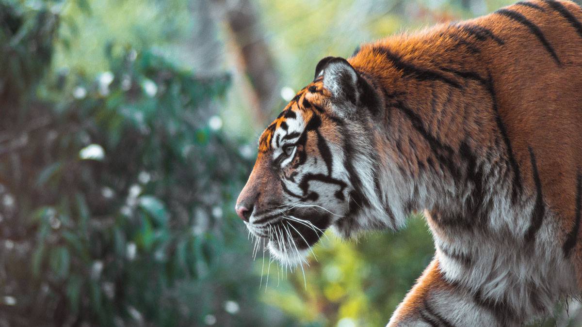 Житель ЕАО застрелил амурского тигра и спрятал его останки в замаскированном тайнике