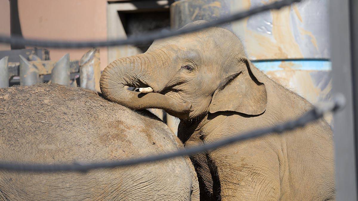 «Может даже приобнять»: в Московском зоопарке показали кадры общения слоненка Филимона с отцом