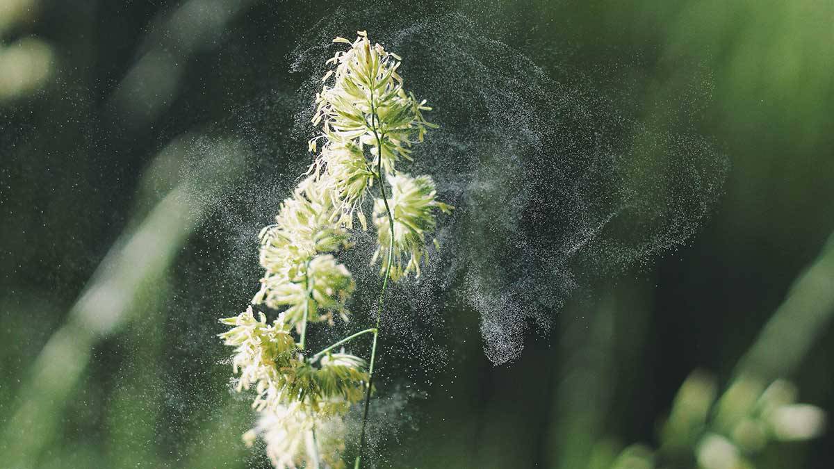 Врач Логачева рассказала, как аллергикам пережить период весеннего цветения 