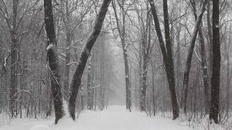 Двое мужчин с собаками бесследно пропали в лесу под Петербургом