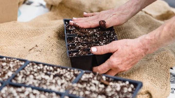 «Проверенные временем сорта»: как правильно выбрать семена для рассады