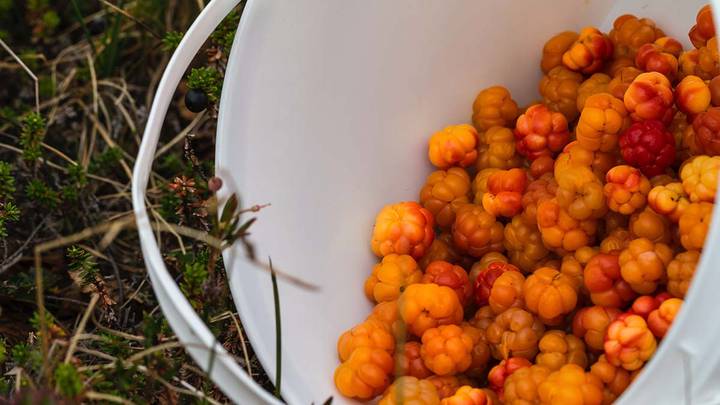 Вкусы России: чем удивит главный гастрономический фестиваль года