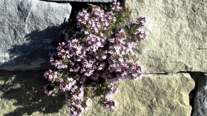 Как нежны виолы лепестки: выбираем садовые цветы по последним модным тенденциям