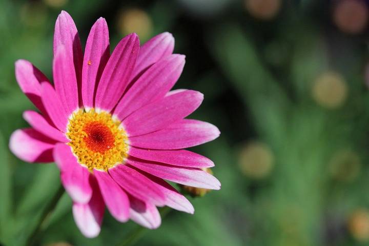 Как нежны виолы лепестки: выбираем садовые цветы по последним модным тенденциям