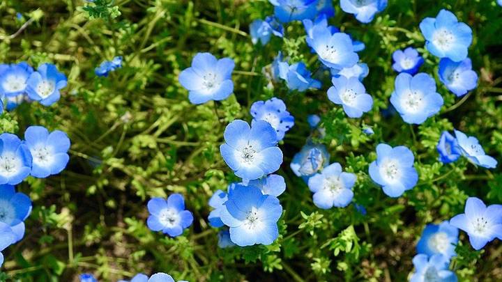 Как нежны виолы лепестки: выбираем садовые цветы по последним модным тенденциям