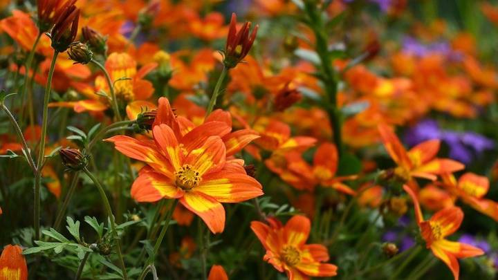 Как нежны виолы лепестки: выбираем садовые цветы по последним модным тенденциям