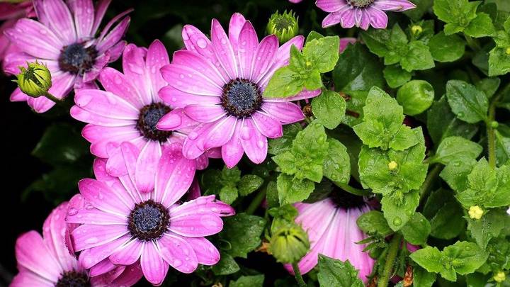 Как нежны виолы лепестки: выбираем садовые цветы по последним модным тенденциям