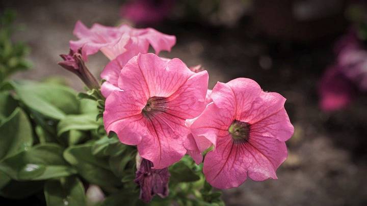 Как нежны виолы лепестки: выбираем садовые цветы по последним модным тенденциям