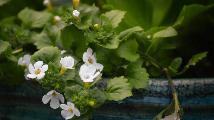 Как нежны виолы лепестки: выбираем садовые цветы по последним модным тенденциям