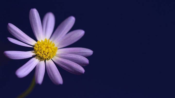 Как нежны виолы лепестки: выбираем садовые цветы по последним модным тенденциям