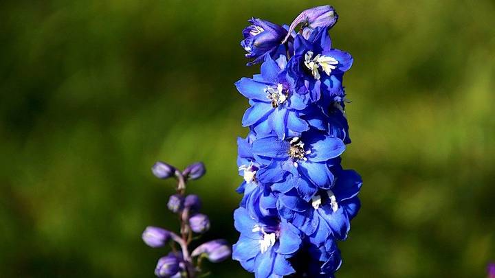 Как нежны виолы лепестки: выбираем садовые цветы по последним модным тенденциям