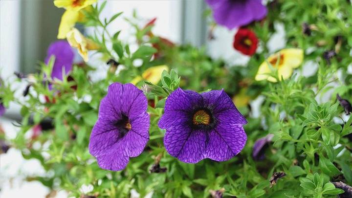 Как нежны виолы лепестки: выбираем садовые цветы по последним модным тенденциям