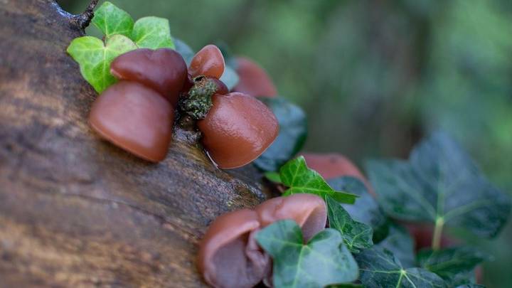 Грибной сезон открыт: чем может удивить весенний лес