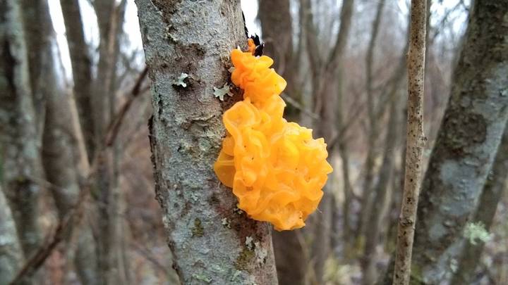 Грибной сезон открыт: чем может удивить весенний лес