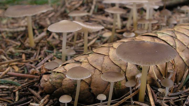 Грибной сезон открыт: чем может удивить весенний лес