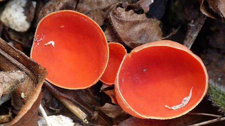 Грибной сезон открыт: чем может удивить весенний лес