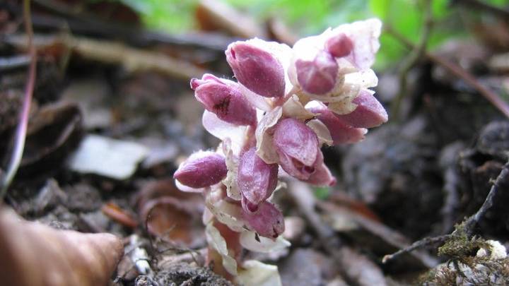 Грибной сезон открыт: чем может удивить весенний лес
