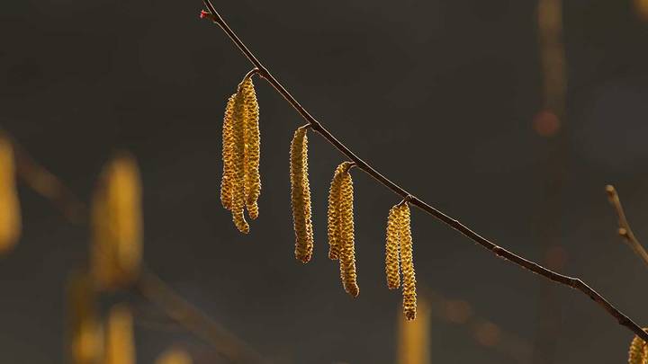 «Заранее посетите врача»: как подготовиться к началу сезона аллергии на пыльцу деревьев