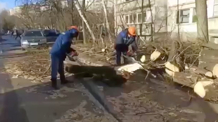 Более 30 деревьев упали в Москве из-за сильного ветра