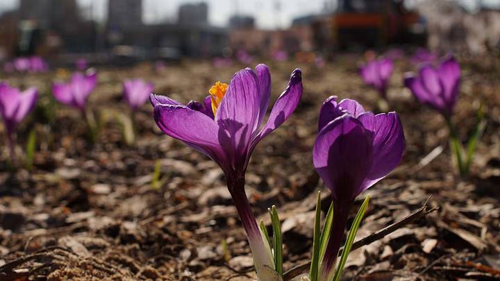 Траур крокус до какого числа. Весенние цветы Донбасса. Цветы Донбасса весной.