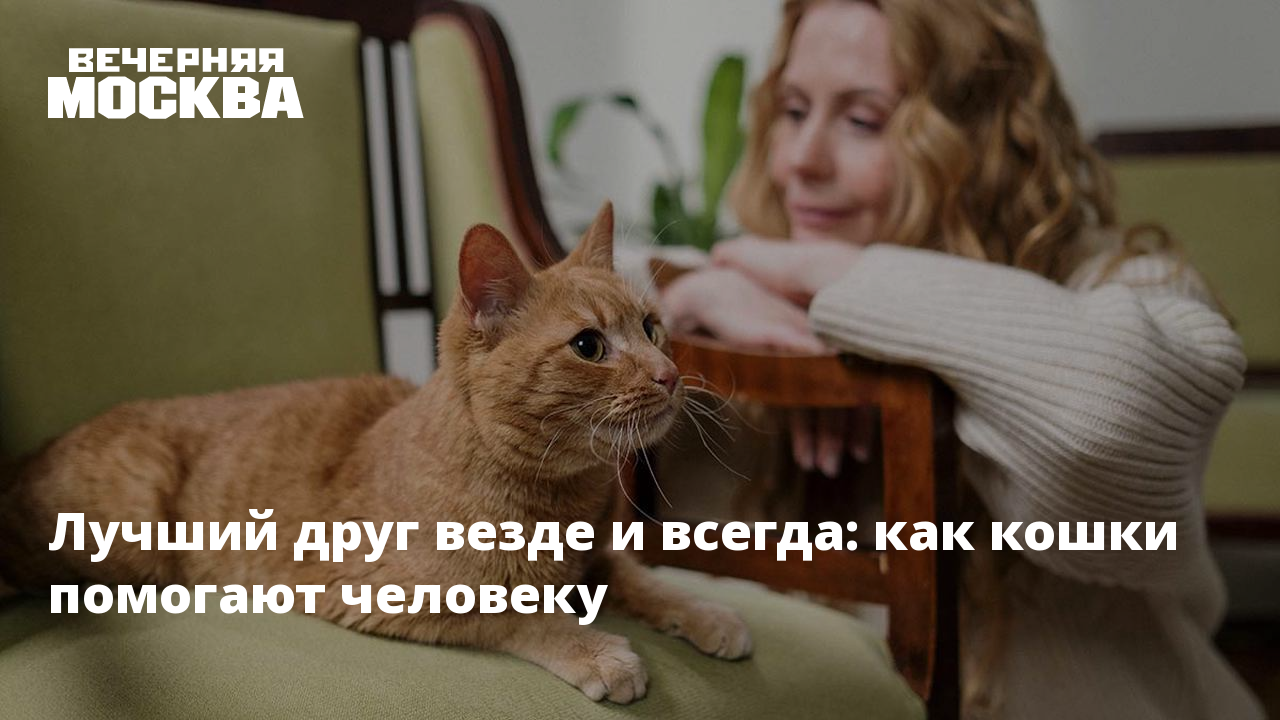 Лучший друг везде и всегда: как кошки помогают человеку