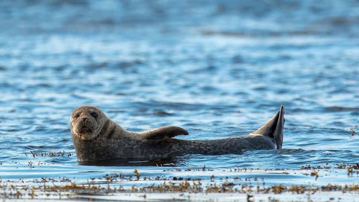У погибших в Дагестане тюленей обнаружили птичий грипп