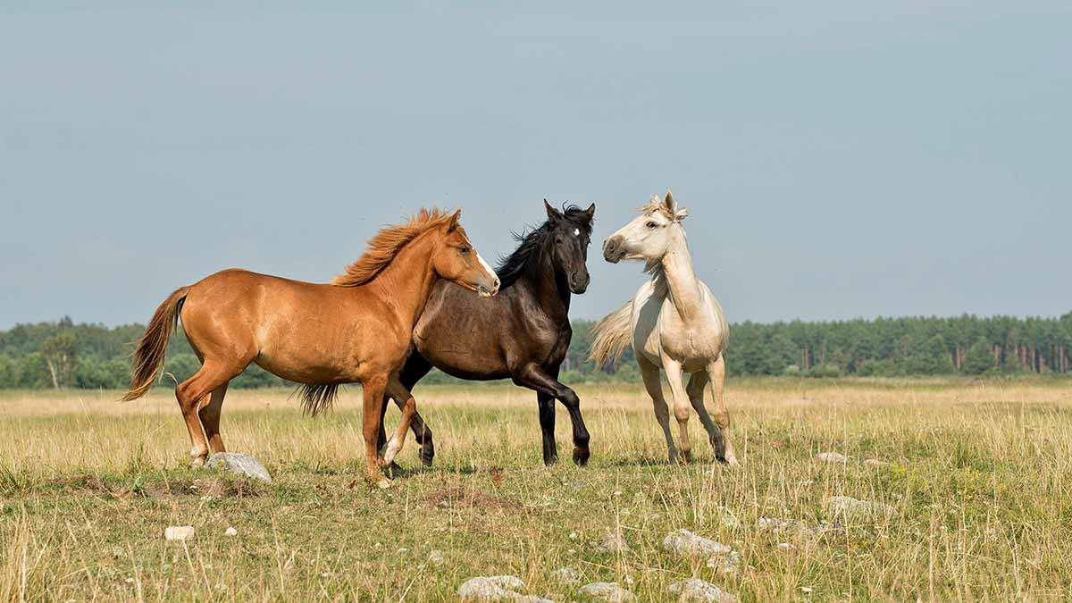 Народный календарь. Как подарить здоровье лошадям 22 мая