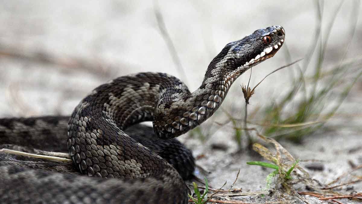 «Змеи очень чувствительны к шумам»: как вести себя при встрече с ужом или гадюкой