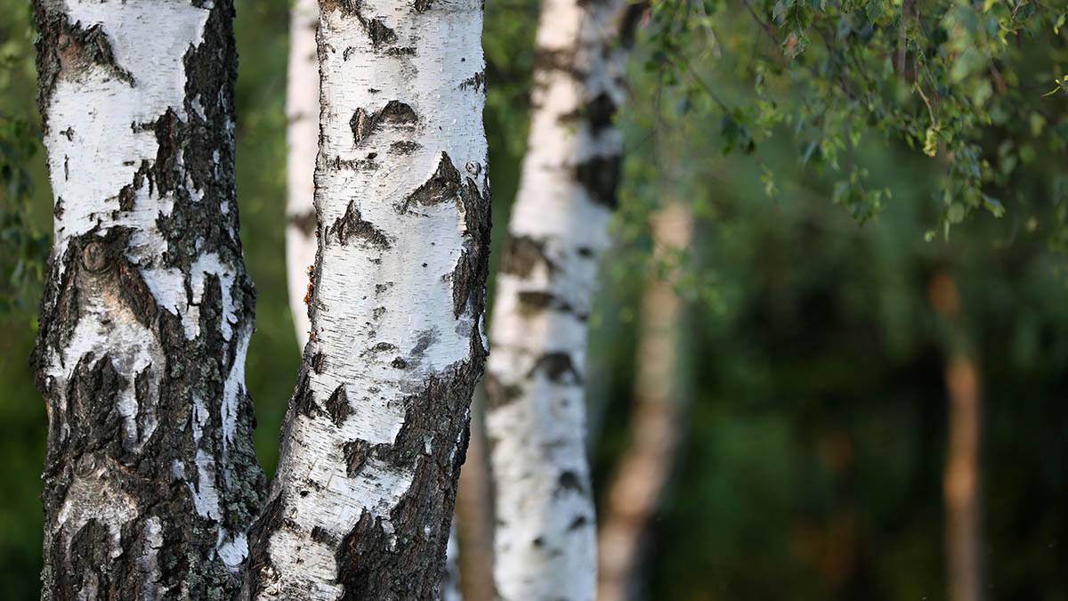 Иммунолог Болибок перечислил самые «опасные» для аллергиков деревья