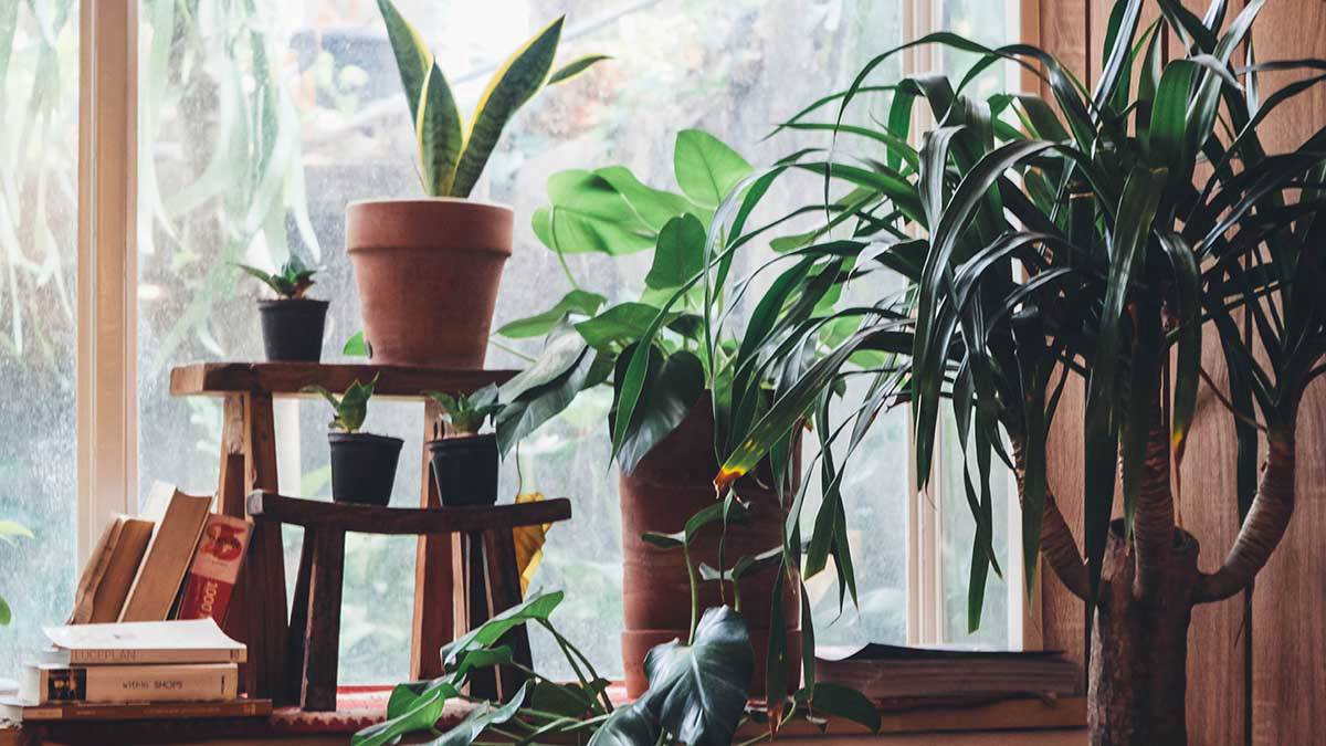 Названы самые распространенные ошибки при уходе за комнатными растениями 