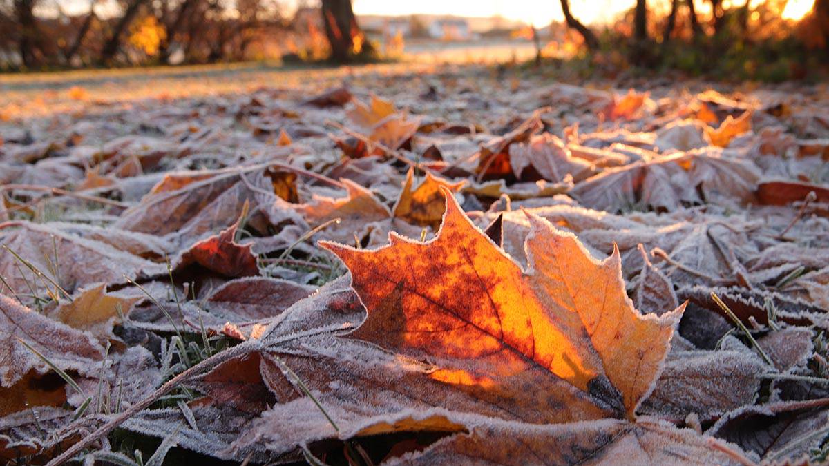 Морозы до минус шести градусов ожидаются в Московском регионе 21–22 октября 